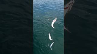 Mackerel Fishing on Boat