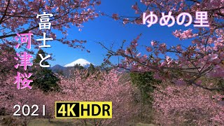 2021 富士山と河津桜(4K-HDR) Mt. Fuji \u0026 Kawazu Cherry Blossoms(UHD-HDR)