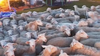 Man Hysterically Tries Get 200 Sheep Out of Back Yard