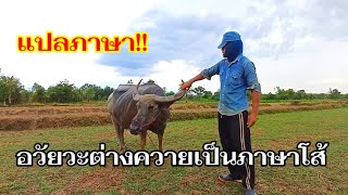 อวัยวะส่วนต่างๆของควาย ภาษาโส้เรียกว่าอะไรบ้าง #แปล #แปลภาษา