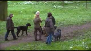 Briards Carlisle Walk May 2014 Part 1