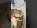 猫抓板这种消耗品绝对不能用来炒作，睡醒就能磨爪子 cat kittens