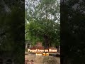 miracle of baghwan ji agriculture land peepal tree coming inside from neem tree india reels