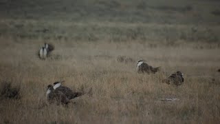 Public Meetings on Updated BLM Greater Sage Grouse Management Plan Underway Across the West