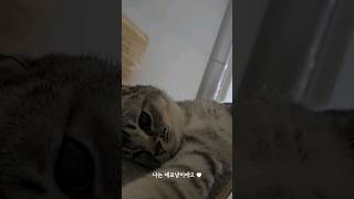 고양이 좋아하는 사람 보세요, 무용학원 본부장 본네뜨에서 구조해서 이름이 네뜨♥