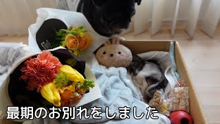 【パグ】 愛犬のはなと最期のお別れをしました