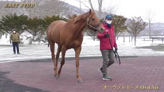 オーヴァルエース(Oval Ace) - イーストスタッド種牡馬展示会2021