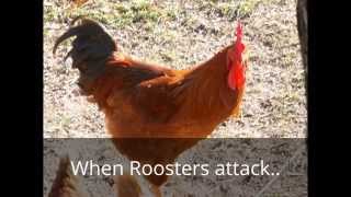 When Roosters Attack!