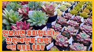 9월14일모란장 꽃안에행복 신상 예쁜묵둥이들 엄청나왔어요  안나오시면 후회됩니다 ~빨리 나오세요