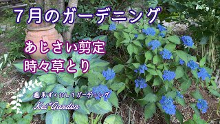 ７月のガーデニング/紫陽花の剪定/草取り/50代