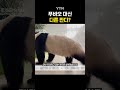 푸바오 비공개 전환 shorts ytn