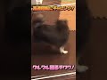 【チワワ】愛犬がくるくる回る😵‍💫高速回転にチャレンジ！