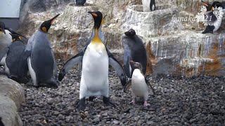 旭山動物園 余計なことをするキングペンギン55番