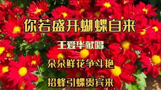 王爱华DJ歌《你若盛开蝴蝶自来》，旋律优美醉人句句入心百听不厌【青春再焕发】