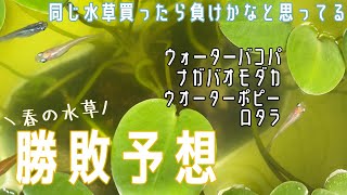 【めだか】初心者の水草 •無事に越冬出来るかな？【ビオトープ】