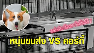 จับให้ได้ ถ้านายแน่จริง! 'หนุ่มขนส่ง VS น้องหมาคอร์กี้' ชาวเน็ตแห่ชมคลิป ยอดวิวทะลุล้าน