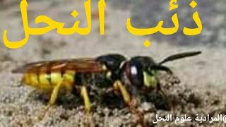 ذئب النحل وافضل طرق مقاومته wolf of the bees