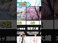 日本で1番のお花見スポットがこちら…【2024年最新版】 お花見 桜 お花見スポット ランキング動画