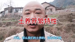 无框土养与散养中蜂，开繁注意事项