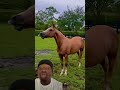 horse sound horse horsey animals welshpony horselover equestrian funny