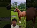 horse sound horse horsey animals welshpony horselover equestrian funny