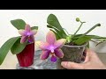 may 11 2023 普通版甜忆与欧洲版甜忆，有什么区别，看看视频就不会乱买phalaenopsis sweet memory vs phal. sweet memory liodoro