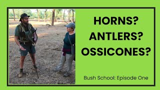 Horns vs Antlers vs Ossicones Explained by an Expert Guide in Zambia: Bush School Episode One