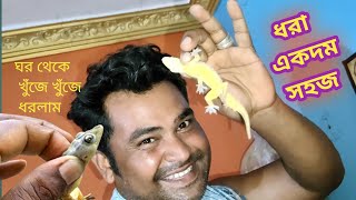 টিকটিকি তাড়ানোর উপায় কি দেখুন অনেক সহজ | lizard