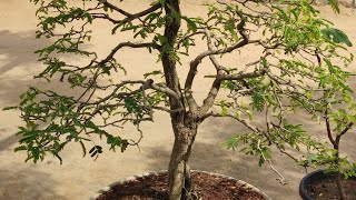 Old Tamarind Tree(Imli)