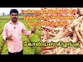 Coleus kizhangu cultivation in tamil | கோலியஸ் கிழங்கு சாகுபடி | village thamizha village.