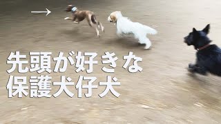 保護犬子犬。好きです肉球！好きですドッグラン！【Day59】