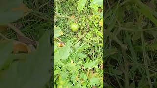 স্বল্প পরিচর্যার টমেটো চাষ। Tomato