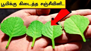 சாகும் வரை முதுகு வலி முழங்கால் வலி வராது| Ajwain Plant Uses | Joint Pain Treatment in Tamil | THB