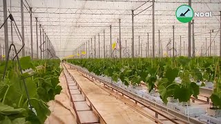 Cucumber are Plantation and Harvesting in Green house Farming I Modern Agriculture Technology
