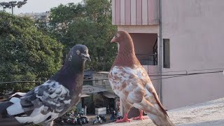 HIGHFLYING PIGEONS IN SURAT !! IMRAN BHAI LOFT.