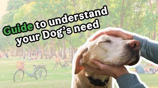 Cracking the Code: The Ultimate Guide to Your Dog's Needs