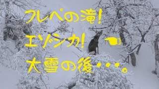 こんなトコにエゾシカ。フレペの滝と大雪の後《4k》