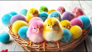 Cute Chickens, Colorful Chickens, Rainbow Chicken, Rabbits, Cute Cats, Ducks, An