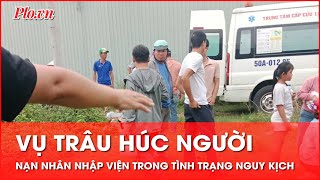 Vụ trâu húc người ở Bình Chánh nạn nhân nhập viện trong tình trạng nguy kịch - PLO