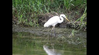 ダイサギの捕食方その（長谷川水系）