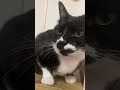 今日も遊んでくれるかな〜ざきおくん😸tuxedo catハチワレ猫