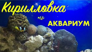 АКВАРИУМ В КИРИЛЛОВКЕ | КИРИЛЛОВКА В БАРХАТНЫЙ СЕЗОН | СЕНТЯБРЬ 2020