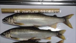 波止釣り道楽　2016年9月2日　日田市高瀬川のちょっと鮎釣り　15時から17時