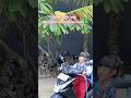 DOMINIQUE BERANGKAT SEKOLAH NAIK MOTOR SENDIRI😱😱 #viralshort #viralditiktok #viralvideo