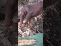 biggest queen termite smoked out of termite nest hunter gatherers society homestead shorts viral