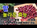 팥의 놀라운 효능 9가지 & 부작용 / 