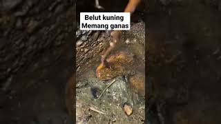 GANASNYA BELUT KUNING #ngurekbelut #belutbabon #hobingurek #belutkolam #menangkapbelut