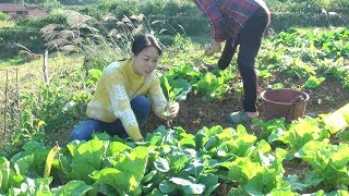 Do you know what this dish is planted in Qiuzi's third sister-in-law's vegetable field