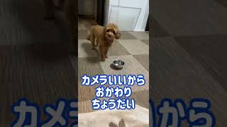 ごはんのおかわりをもらいたい犬【MIX犬(トイプードル×ペキニーズ)】#shorts