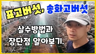 [버섯재배]표고버섯, 송화고버섯의 살수방법과 장단점에 대해 알려드립니다.